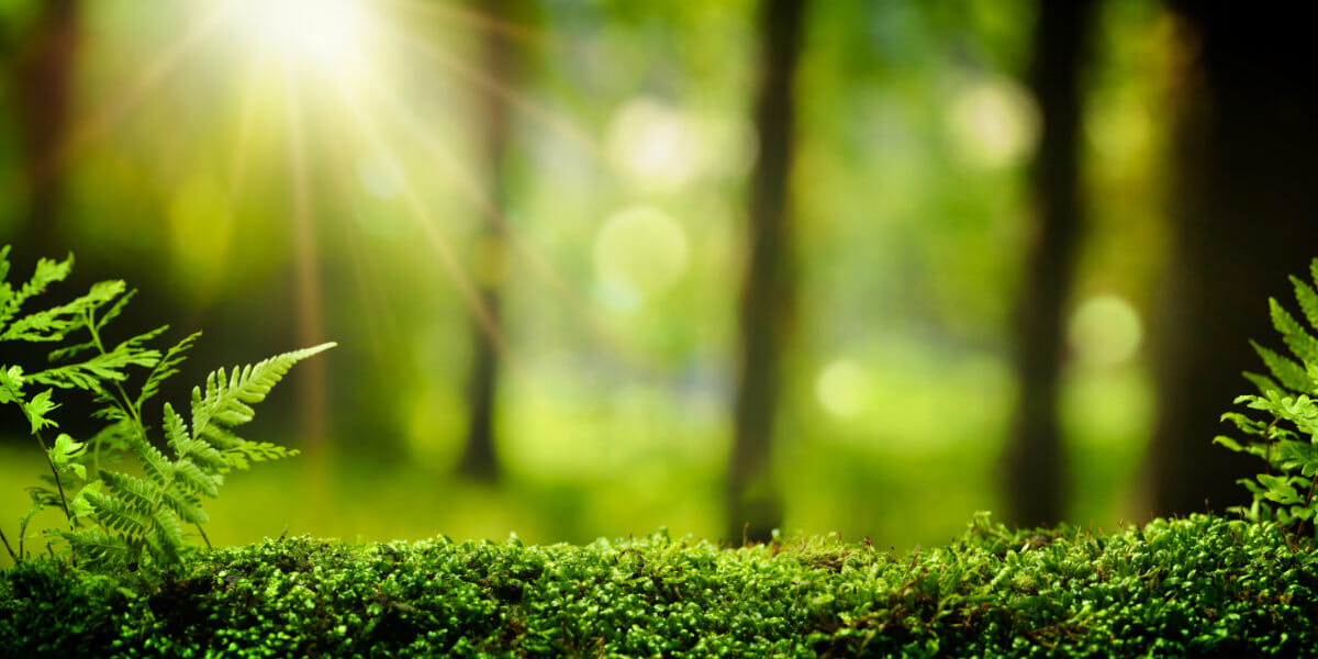 Closeup on moss in forest